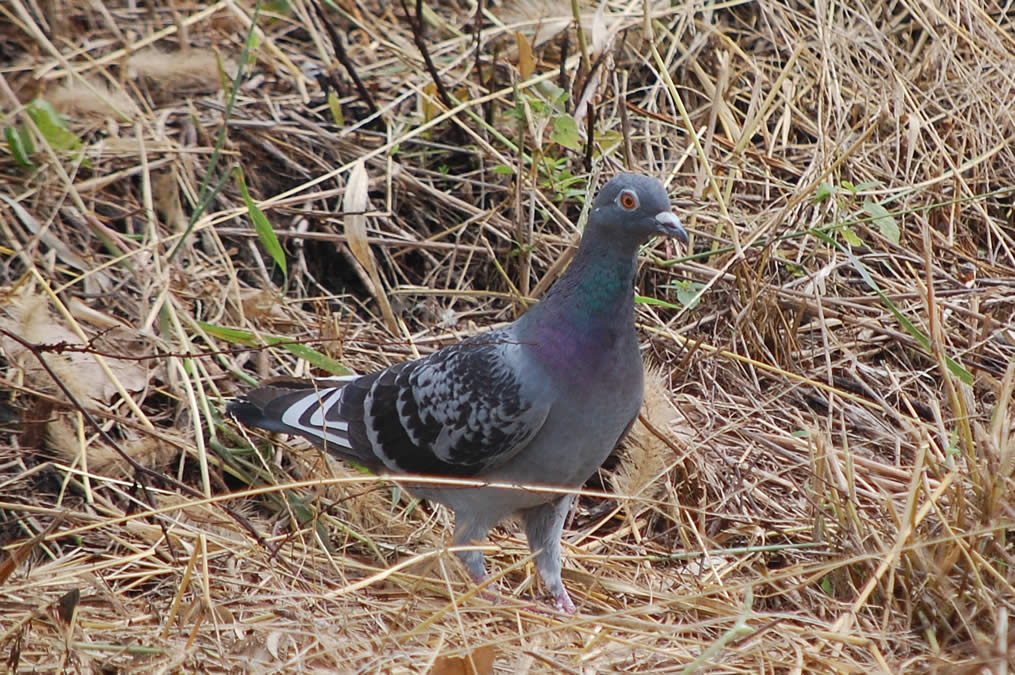 土鳩