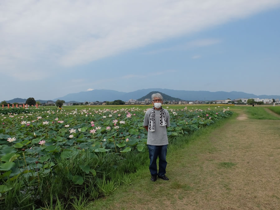 藤原宮跡の蓮の花