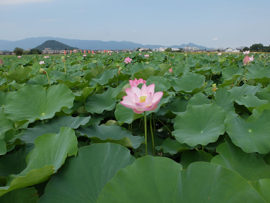 藤原宮跡の蓮の花