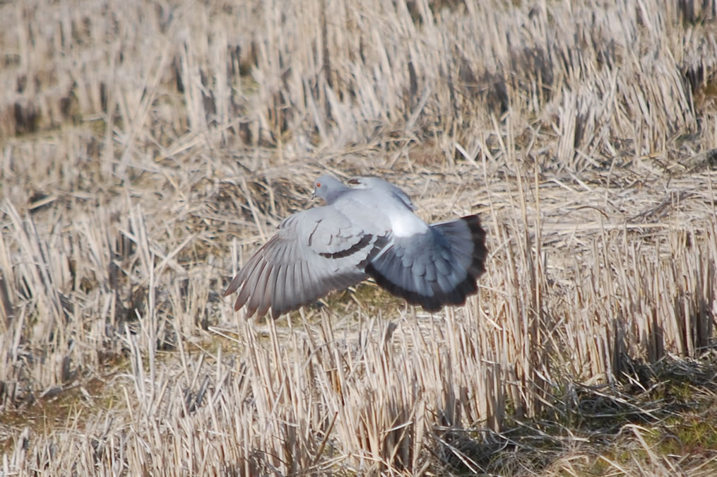 土鳩