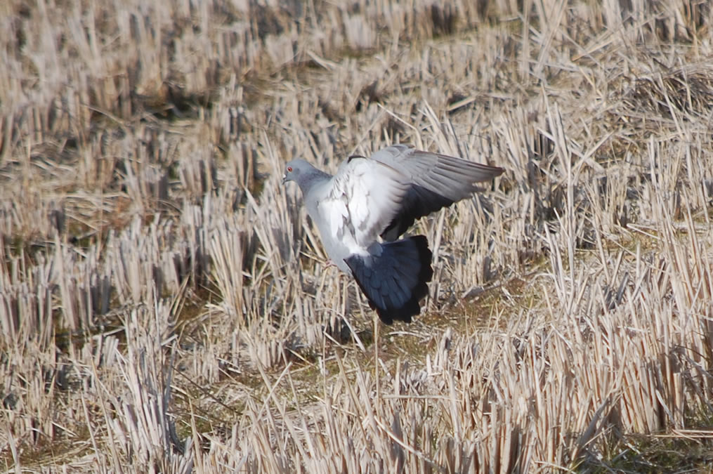 土鳩