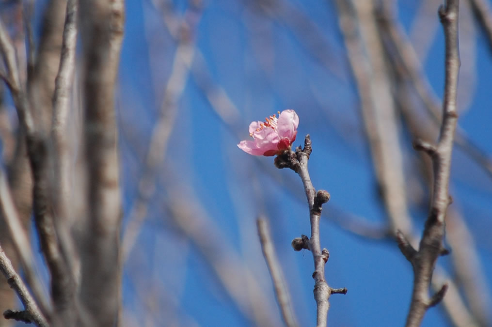 花桃の花