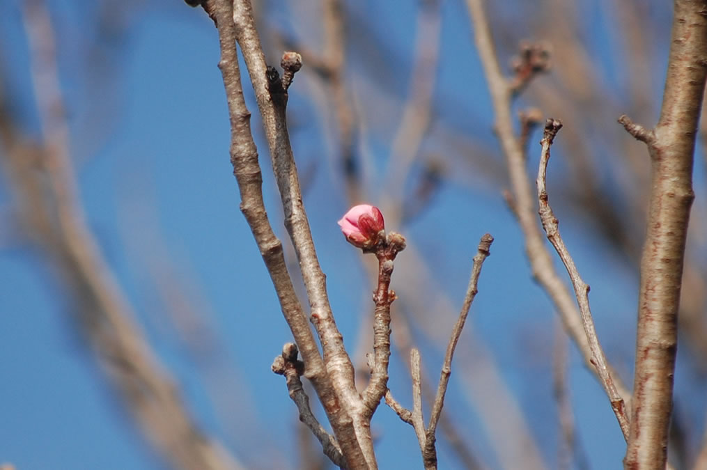 花桃の花