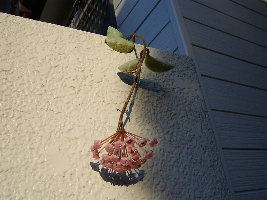 ホヤ（サクララン）の花が咲き出した