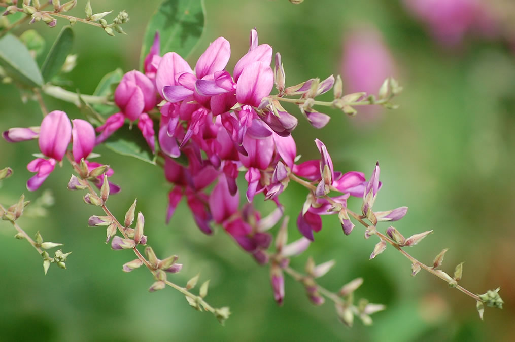 萩の花