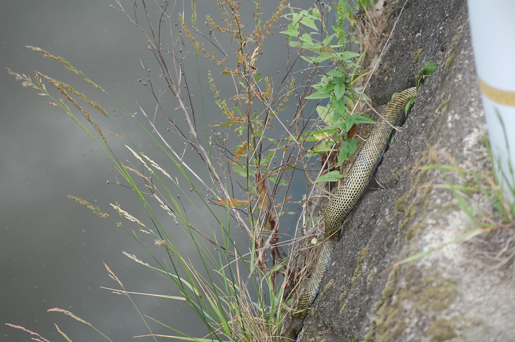 ヘビ