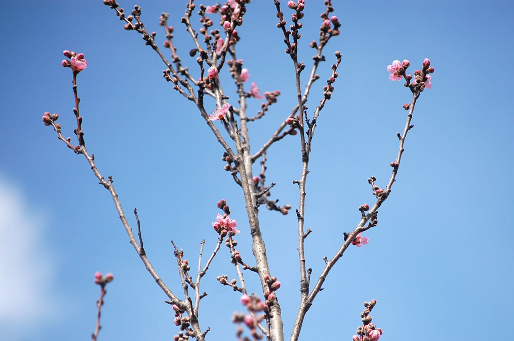 花桃