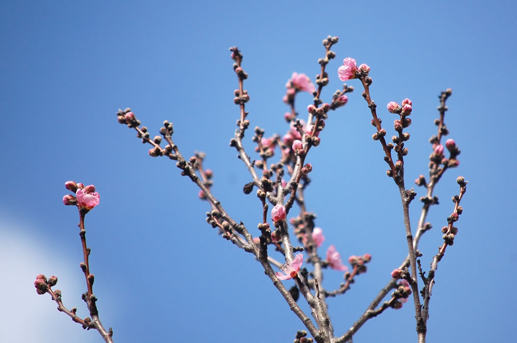 花桃