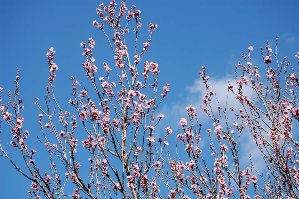 花桃