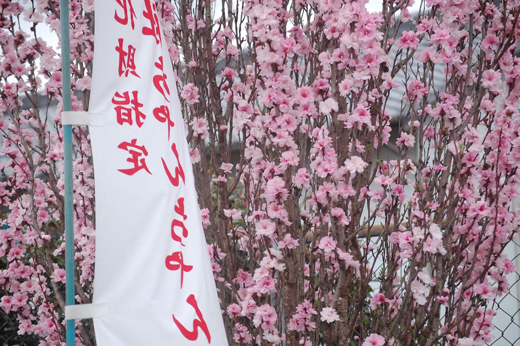 満開の花桃