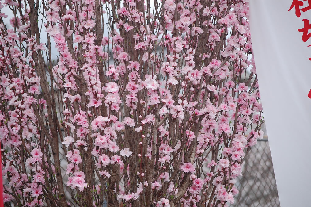 満開の花桃