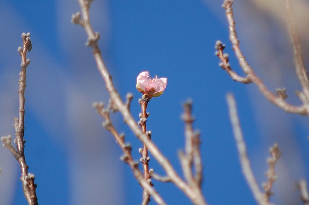 花桃の花一輪