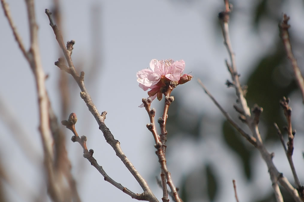 花桃の花一輪