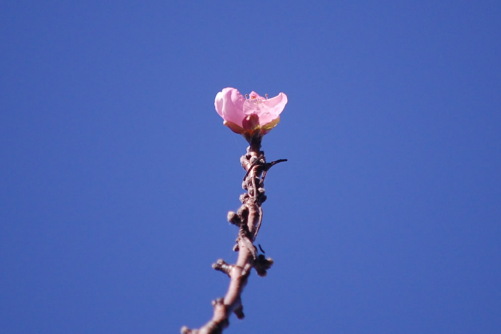 花桃の花