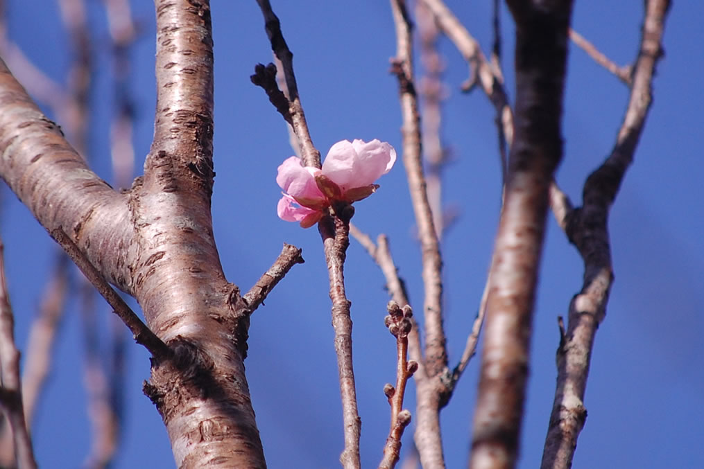 花桃の花