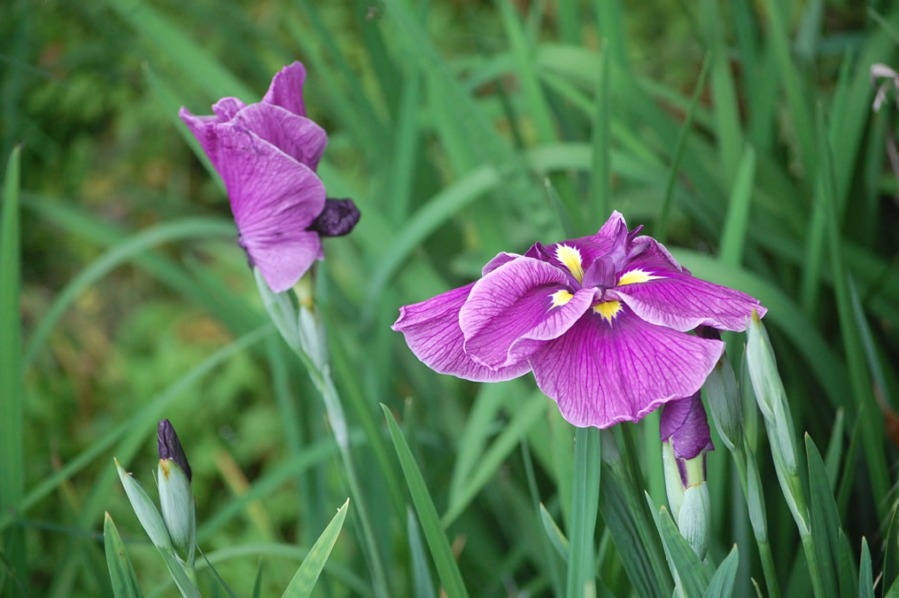 花菖蒲