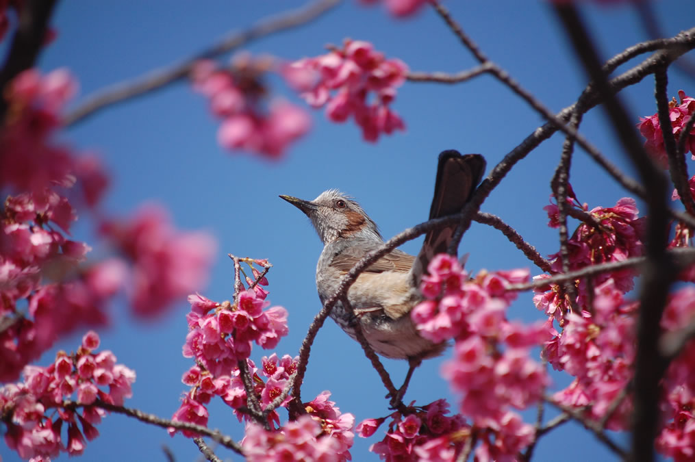 寒緋桜とヒヨドリ