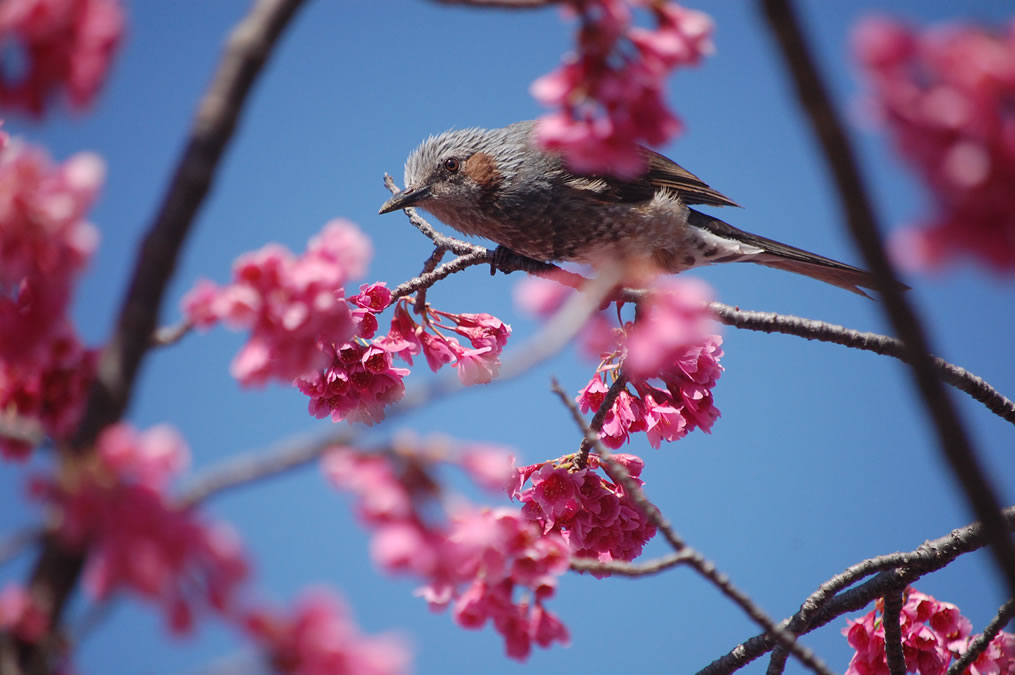 河津桜とヒヨドリ