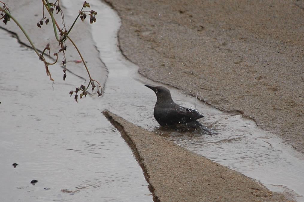 水浴びをするイソヒヨドリ