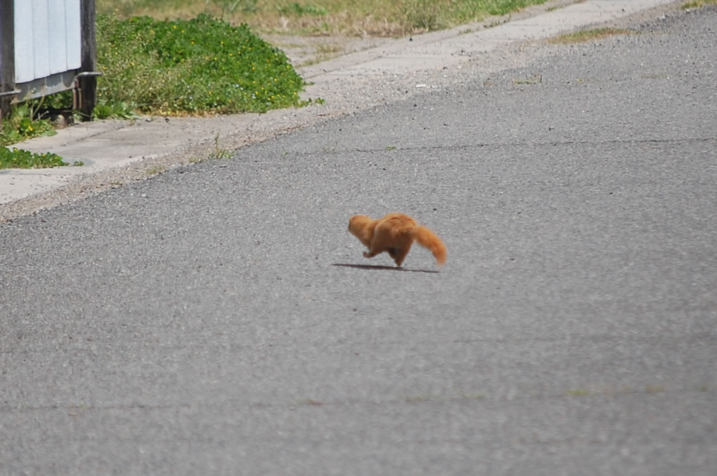 イタチ