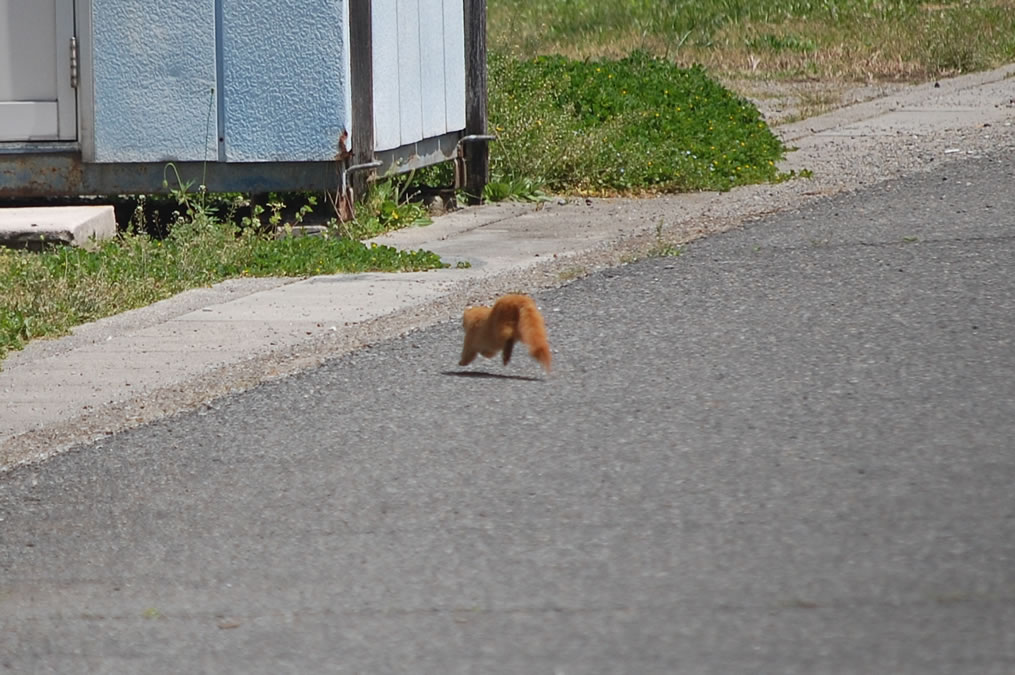 イタチ