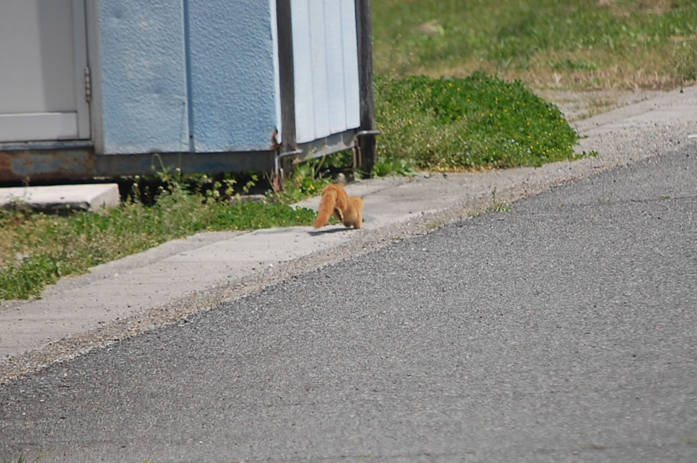 イタチ