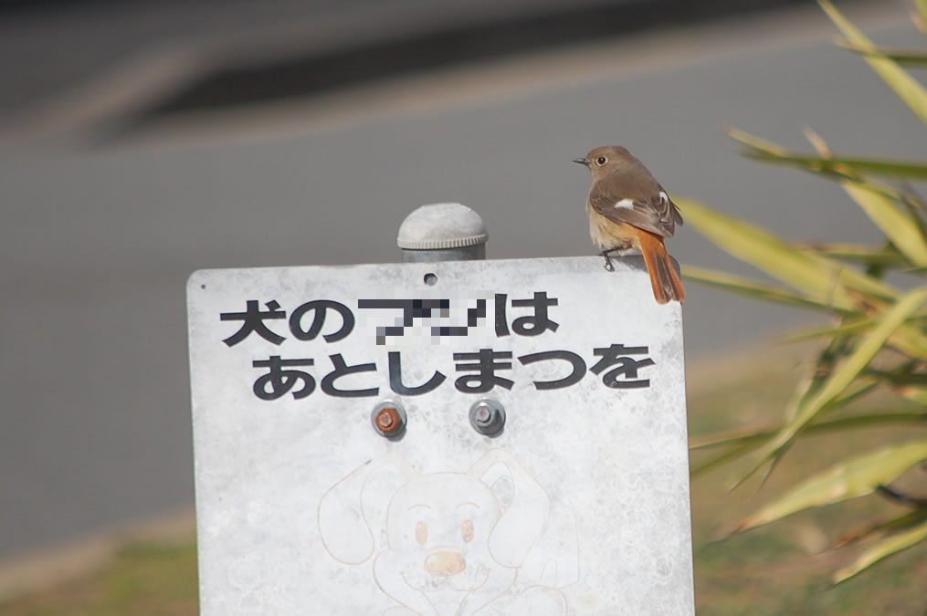 ジョウビタキ