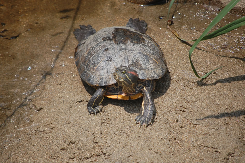 カメ