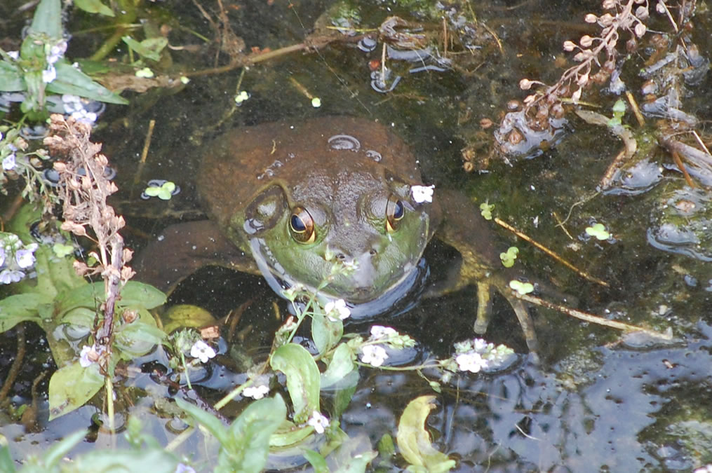 カエル