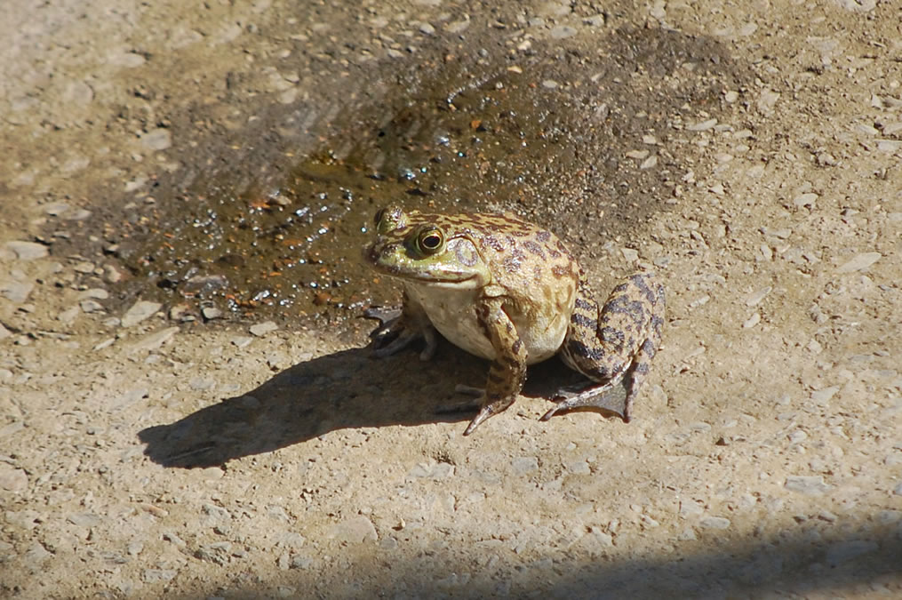 ウシガエル