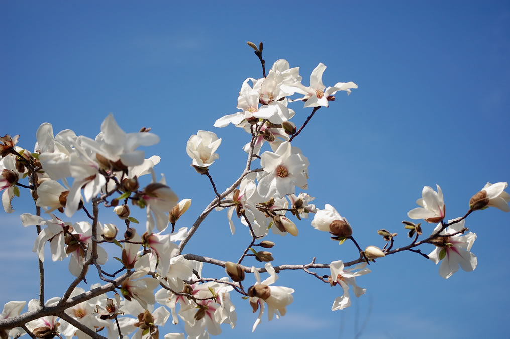 こぶしの花