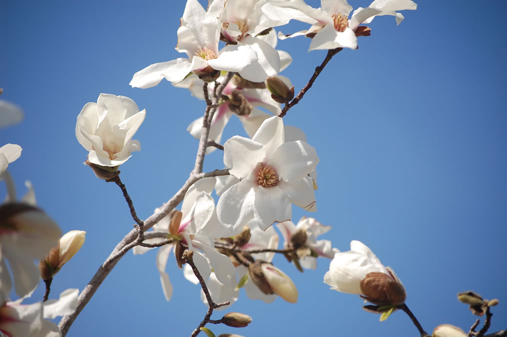 こぶしの花