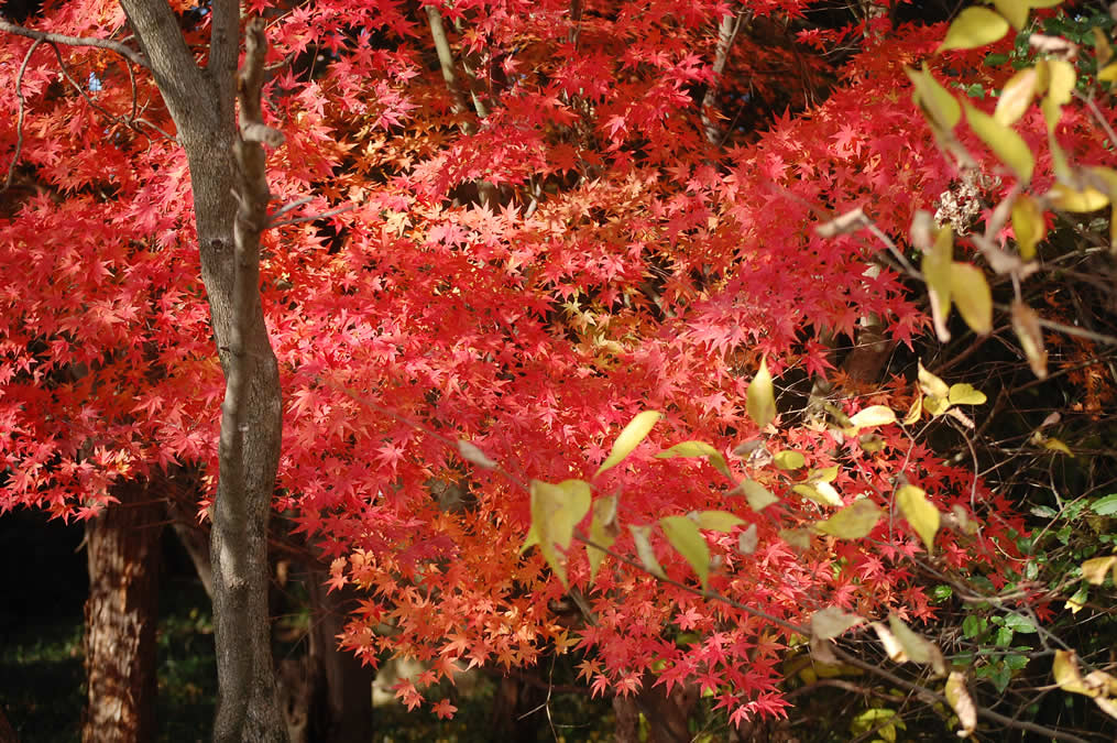 紅葉