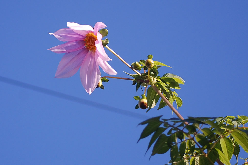 皇帝ダリアの花