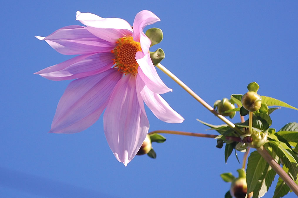 皇帝ダリアの花