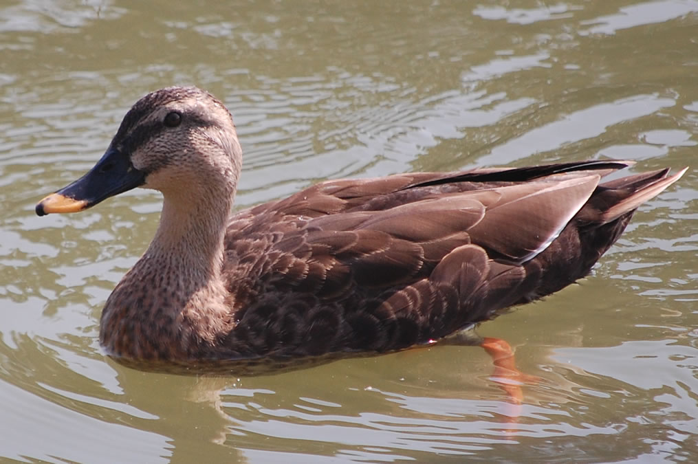 馬見丘陵公園でカルガモ