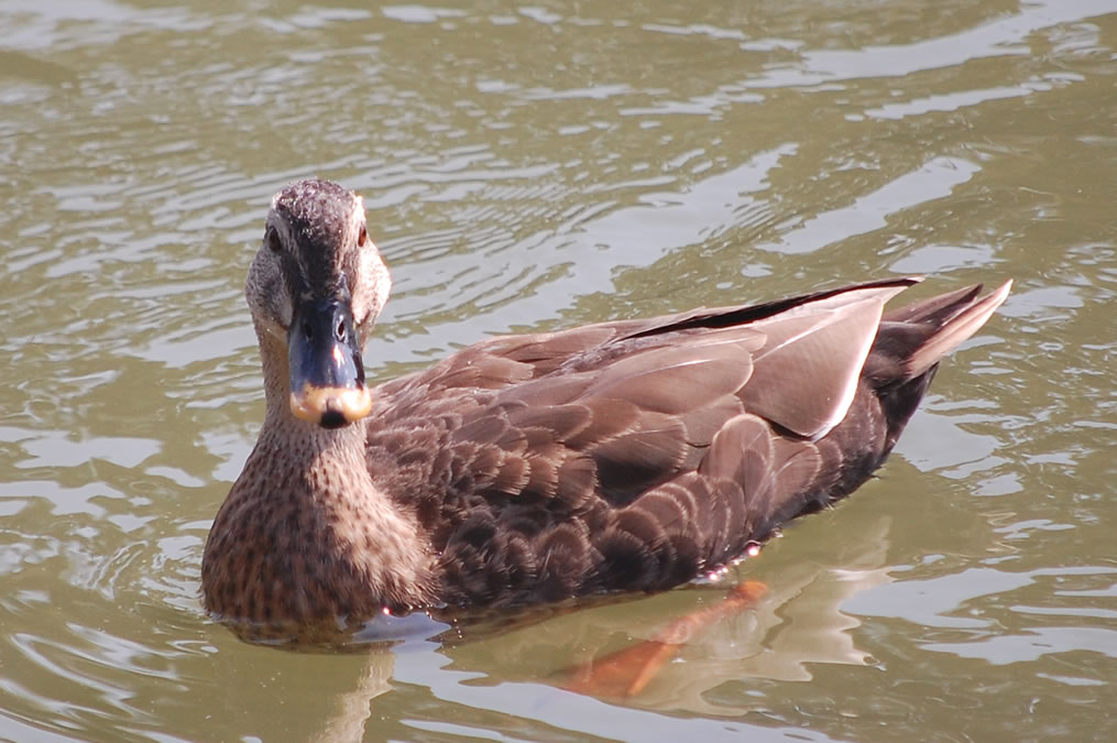 馬見丘陵公園でカルガモ