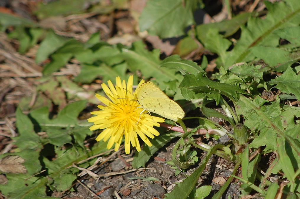 タンポポの花とキタキチョウ