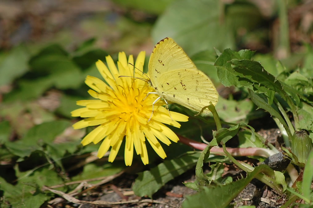 タンポポの花とキタキチョウ