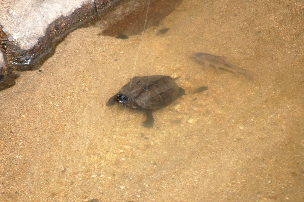 カメとフナ