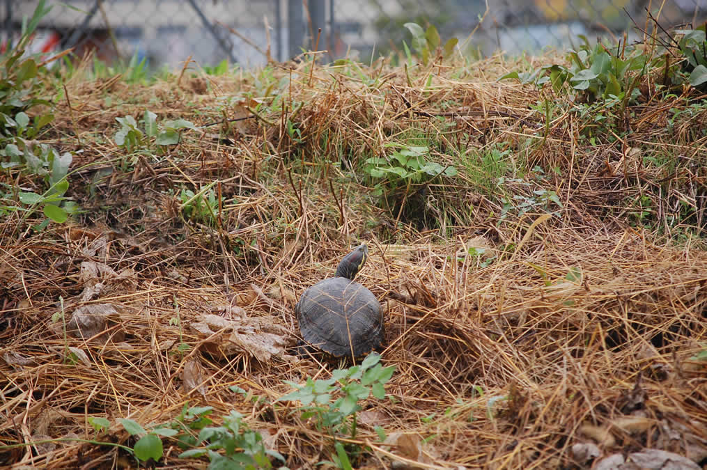 カラスウリ