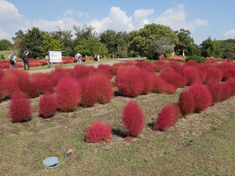 馬見丘陵公園でコキア