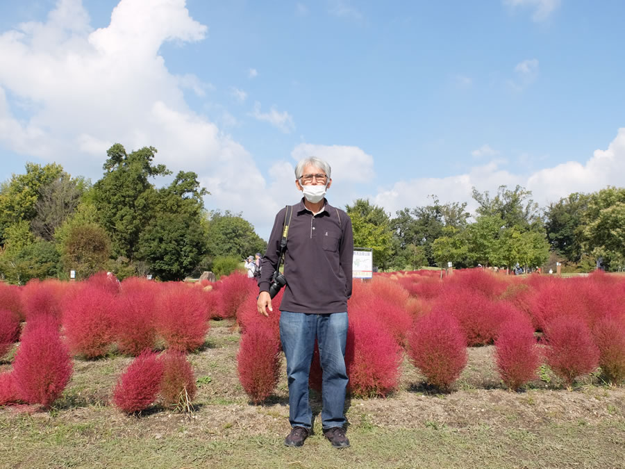 馬見丘陵公園でコキア