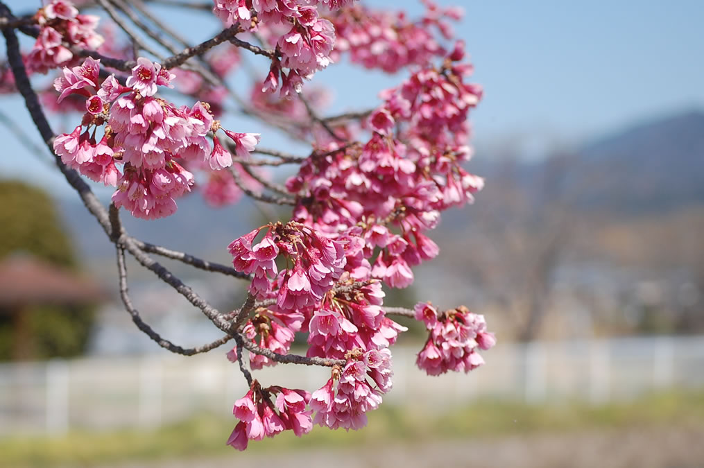 河津桜