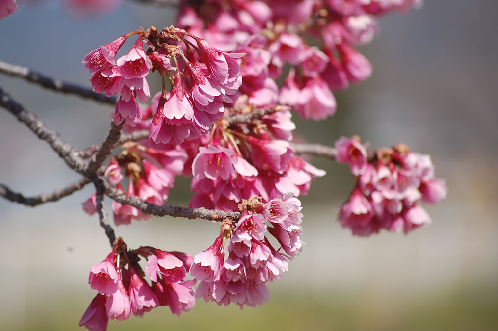 寒緋桜