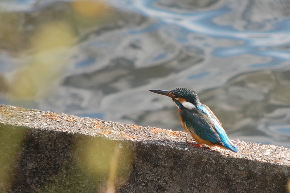 カワセミ