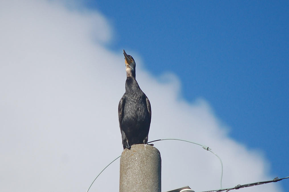 カワウ