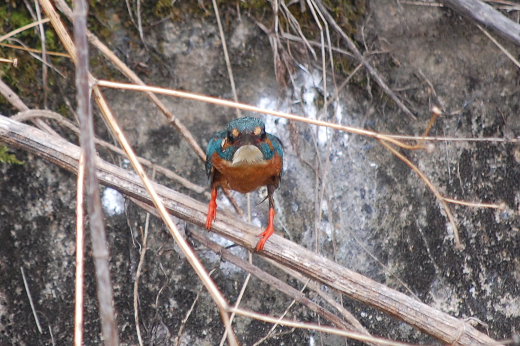 カワセミ