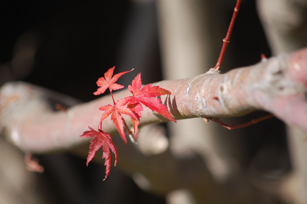 紅葉