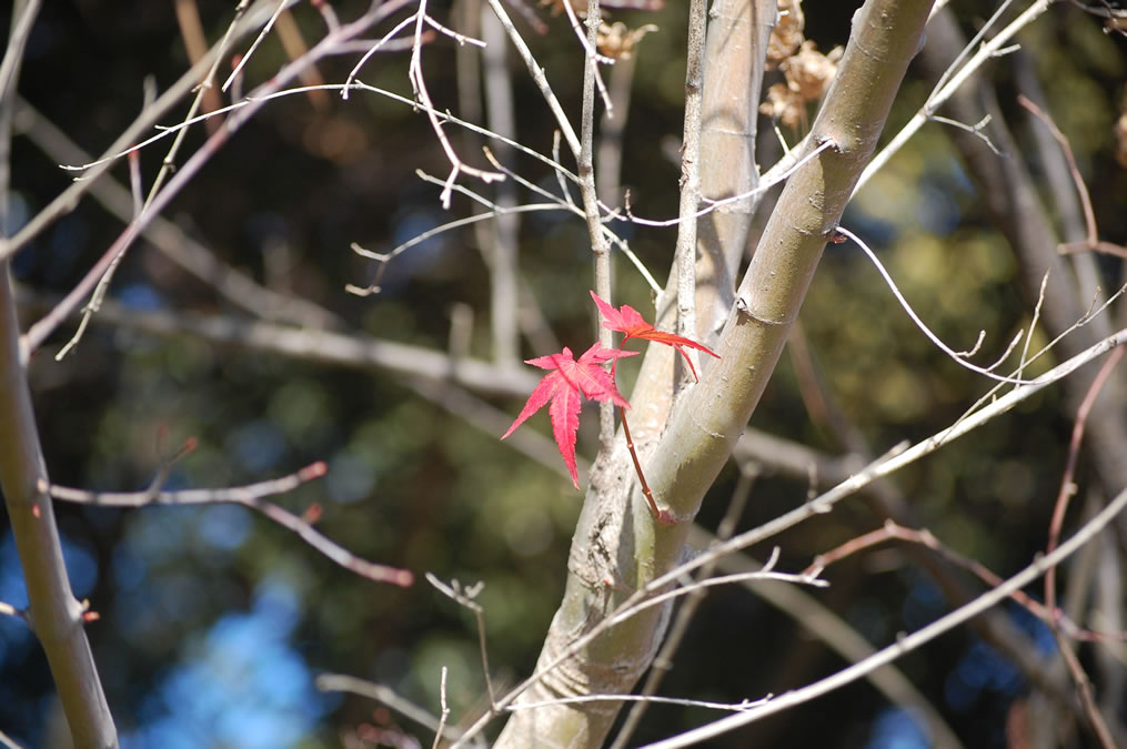 紅葉